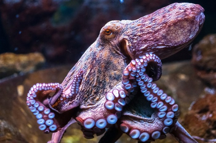 octopus2