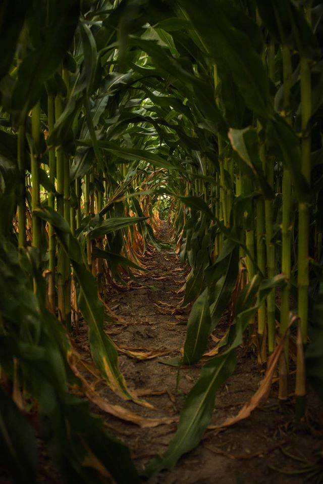 116594003_10158414113571578_2092215648006475945_o